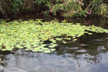 Water lillies